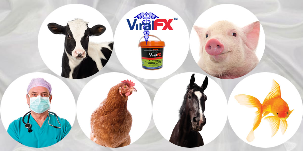 Animal / livestock farm Bio Disinfectant, antibacterial antiviral disinfection